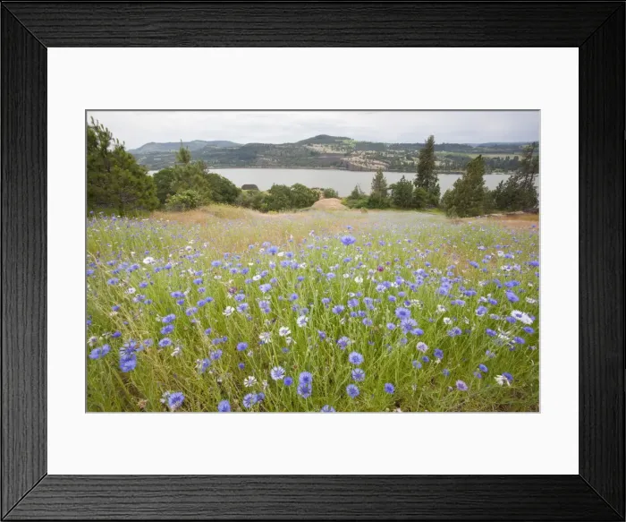 Framed Print : DDE-90039634 Framed Print : DDE-90039634