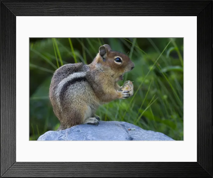 Framed Print : DDE-90039637 Framed Print : DDE-90039637