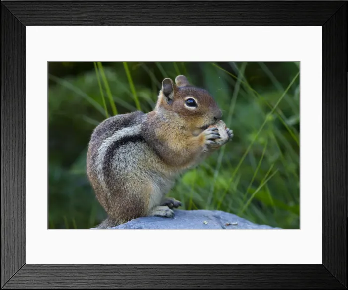 Framed Print : DDE-90039638 Framed Print : DDE-90039638