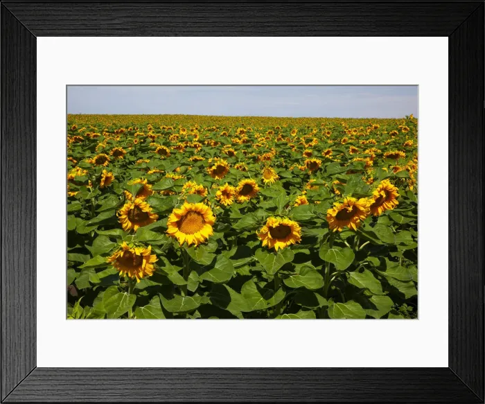 Framed Print : DDE-90039644 Framed Print : DDE-90039644
