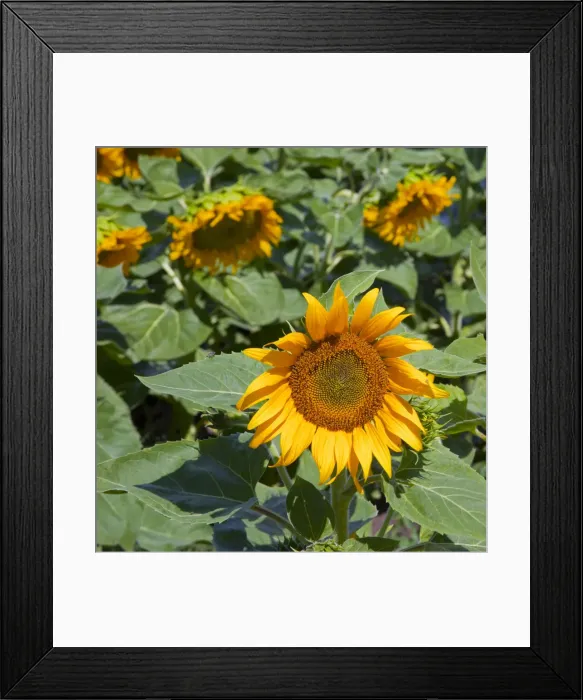 Framed Print : DDE-90039646 Framed Print : DDE-90039646