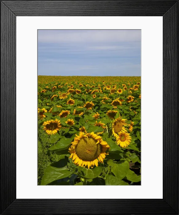 Framed Print : DDE-90039645 Framed Print : DDE-90039645