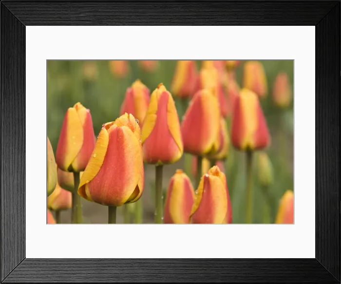 Framed Print : DDE-90039648 Framed Print : DDE-90039648