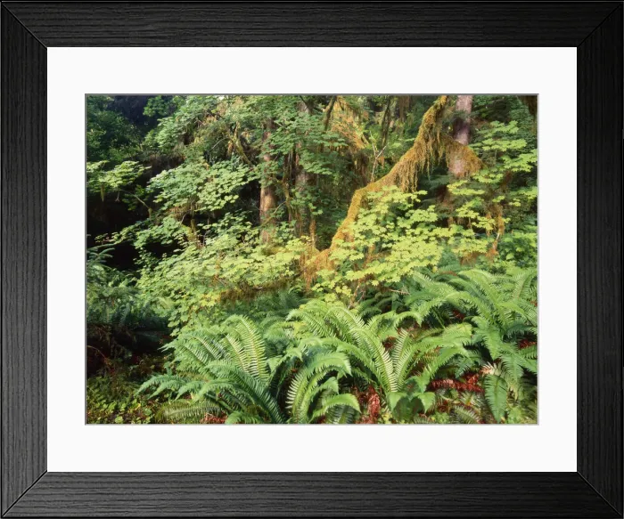 Framed Print : DDE-90039649 Framed Print : DDE-90039649