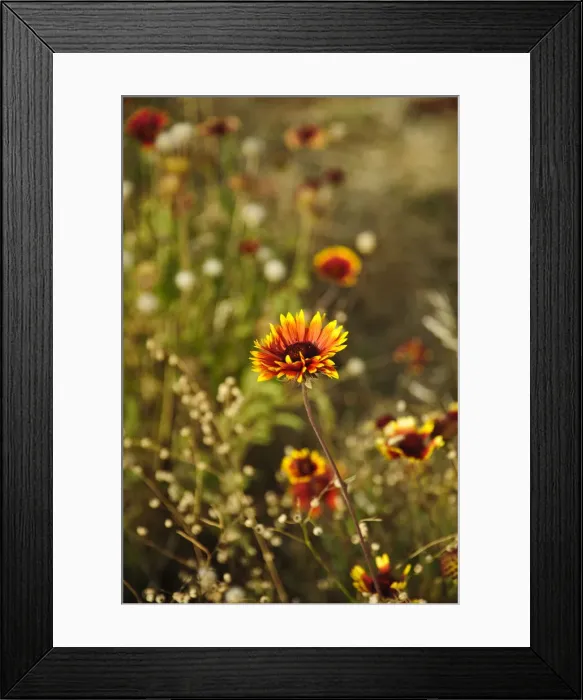Framed Print : DDE-90039655 Framed Print : DDE-90039655