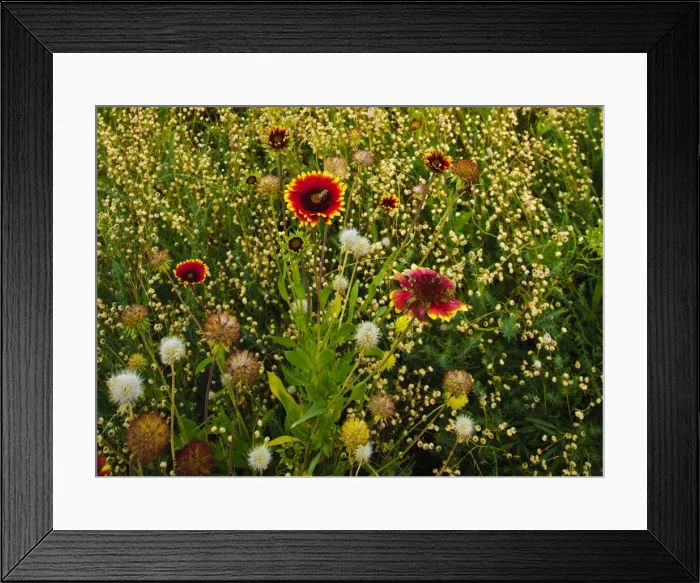 Framed Print : Unknown. USA, Northwest, Eastern Washington, Walla Walla wildflowers. Date: 30 / 07 / 2010 Framed Print : Unknown. USA, Northwest, Eastern Washington, Walla Walla wildflowers. Date: 30 / 07 / 2010