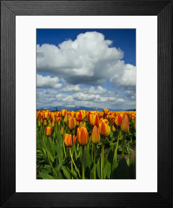 Framed Print : DDE-90039657 Framed Print : DDE-90039657
