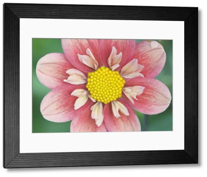 Framed Print : DDE-90039659