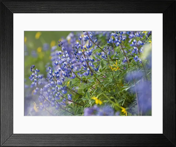 Framed Print : DDE-90039658