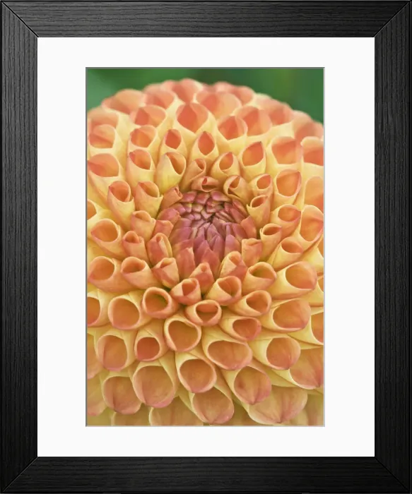 Framed Print : DDE-90039660 Framed Print : DDE-90039660