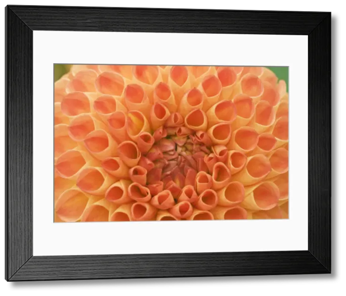 Framed Print : DDE-90039662 Framed Print : DDE-90039662
