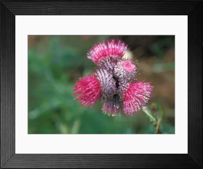 Framed Print : DDE-90039663 Framed Print : DDE-90039663