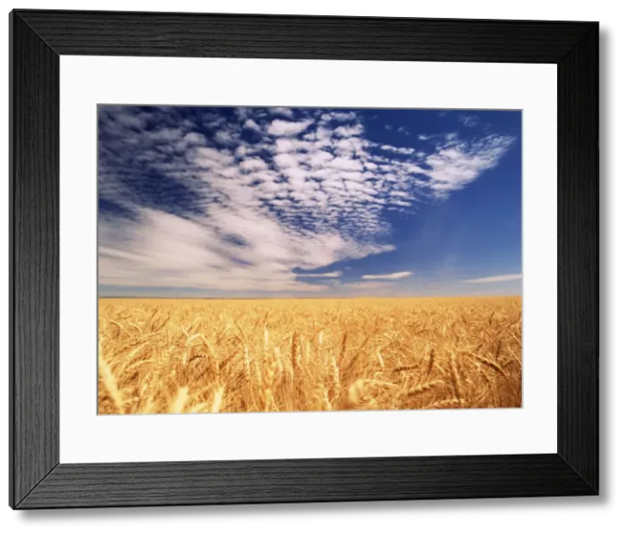 Framed Print : DDE-90039674 Framed Print : DDE-90039674