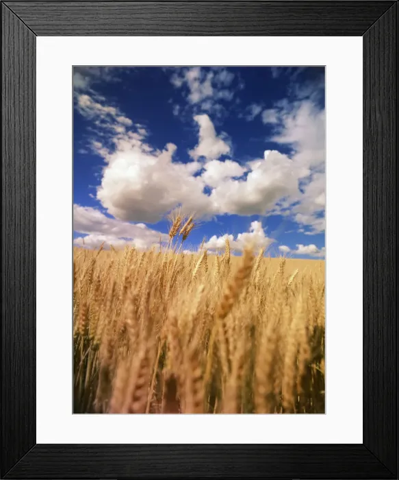 Framed Print : DDE-90039675 Framed Print : DDE-90039675