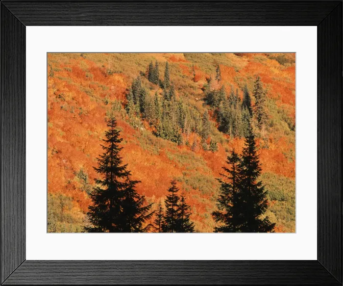 Framed Print : DDE-90039680 Framed Print : DDE-90039680