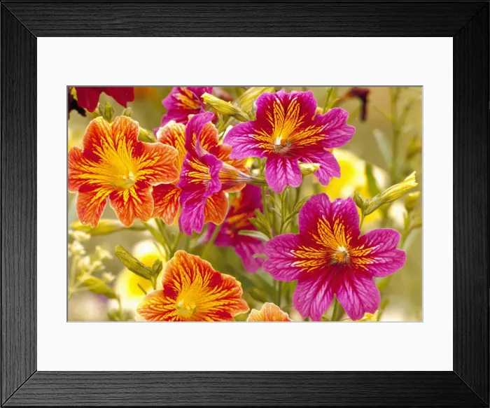 Framed Print : DDE-90039687 Framed Print : DDE-90039687