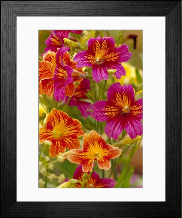Framed Print : DDE-90039688