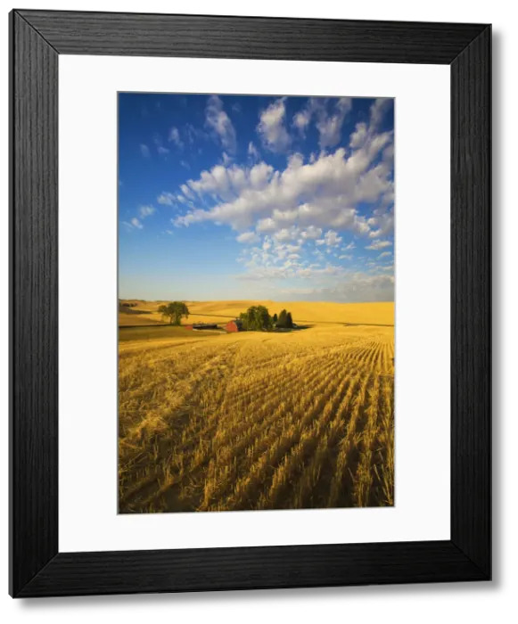Framed Print : DDE-90039691