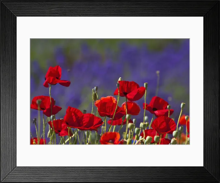 Framed Print : DDE-90039692