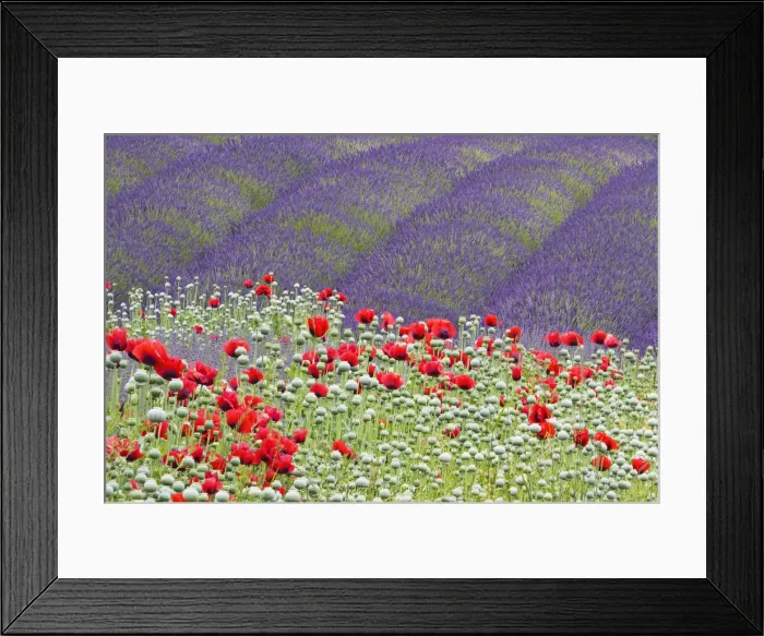 Framed Print : DDE-90039694 Framed Print : DDE-90039694