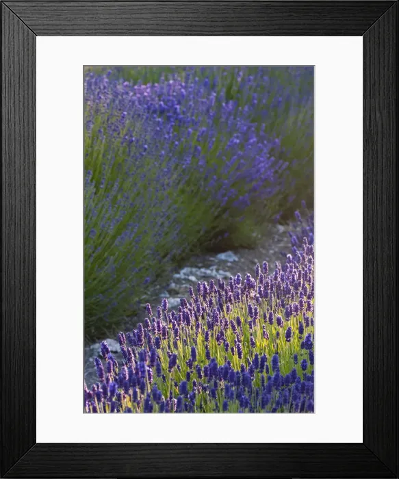 Framed Print : DDE-90039696 Framed Print : DDE-90039696