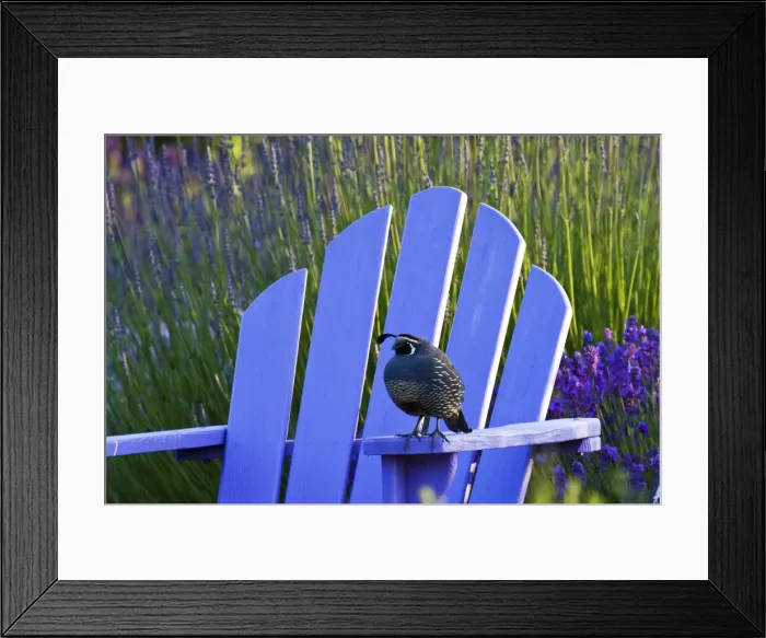 Framed Print : DDE-90039697 Framed Print : DDE-90039697