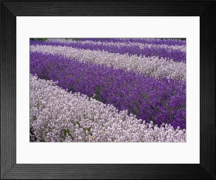 Framed Print : DDE-90039698 Framed Print : DDE-90039698