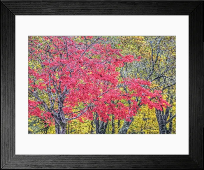 Framed Print : DDE-90039701