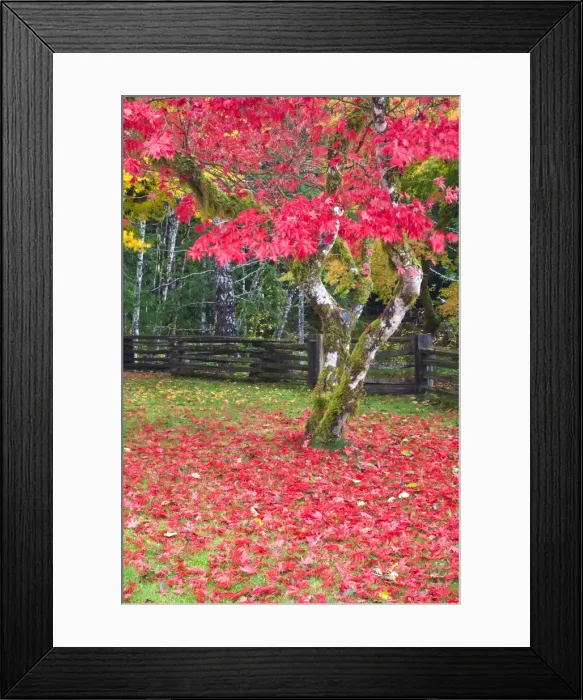 Framed Print : DDE-90039702 Framed Print : DDE-90039702