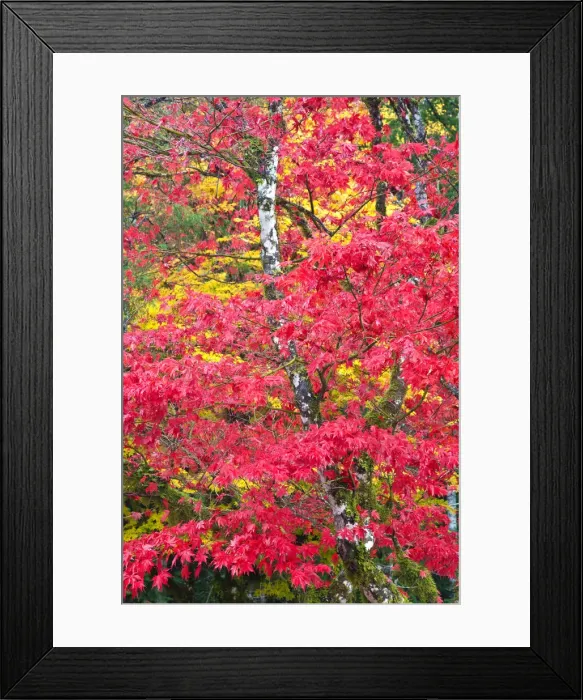 Framed Print : DDE-90039703 Framed Print : DDE-90039703