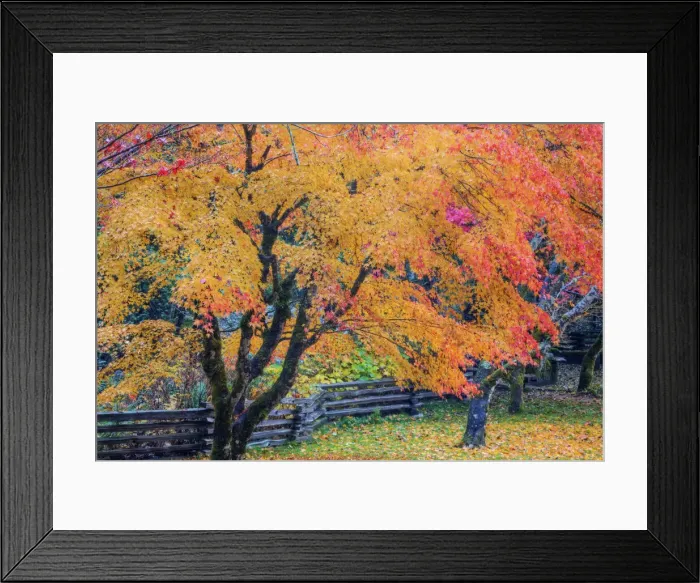 Framed Print : DDE-90039704 Framed Print : DDE-90039704
