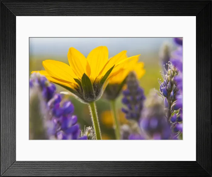 Framed Print : DDE-90039706 Framed Print : DDE-90039706