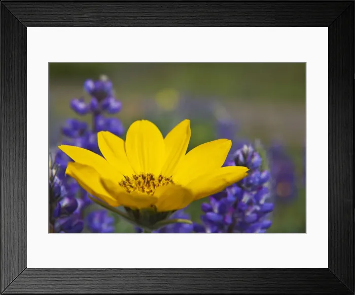 Framed Print : DDE-90039707 Framed Print : DDE-90039707