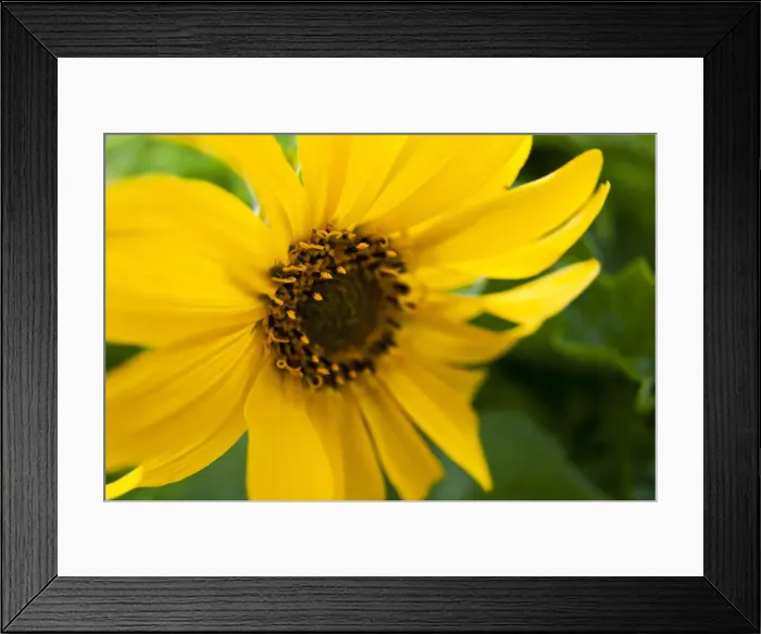 Framed Print : DDE-90039708