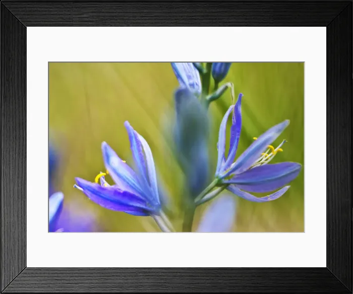 Framed Print : DDE-90039709 Framed Print : DDE-90039709