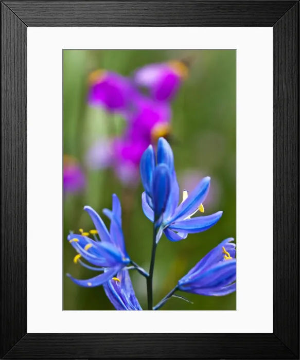 Framed Print : DDE-90039710 Framed Print : DDE-90039710
