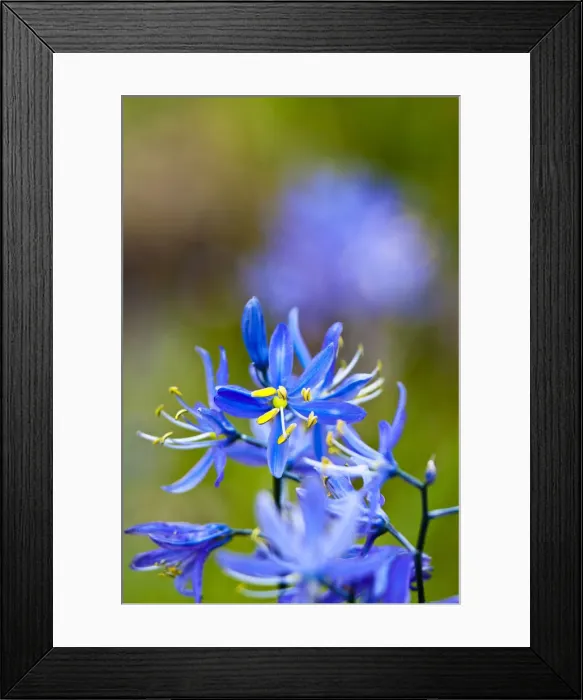 Framed Print : DDE-90039711 Framed Print : DDE-90039711