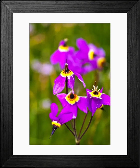 Framed Print : DDE-90039712 Framed Print : DDE-90039712
