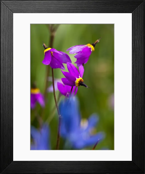 Framed Print : DDE-90039713 Framed Print : DDE-90039713