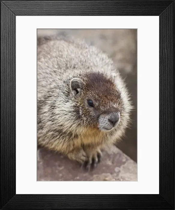 Framed Print : DDE-90039720 Framed Print : DDE-90039720