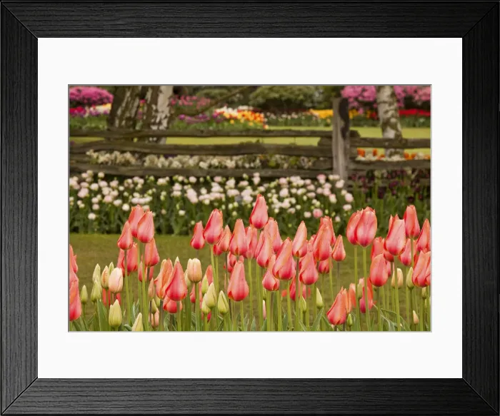 Framed Print : DDE-90039721 Framed Print : DDE-90039721