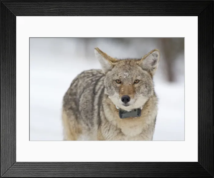 Framed Print : DDE-90039738 Framed Print : DDE-90039738