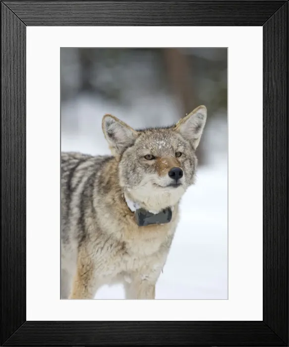 Framed Print : DDE-90039739 Framed Print : DDE-90039739