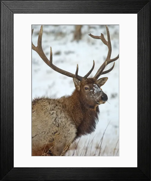 Framed Print : DDE-90039740 Framed Print : DDE-90039740