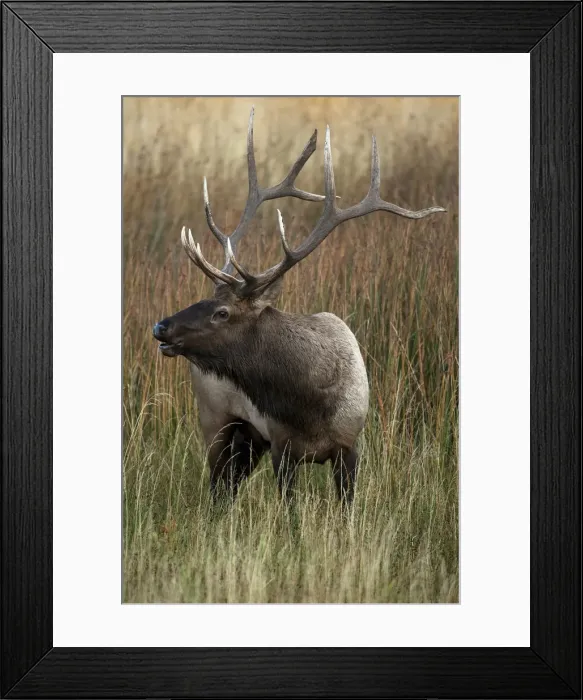 Framed Print : DDE-90039746 Framed Print : DDE-90039746