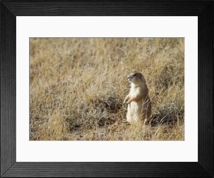 Framed Print : DDE-90039748 Framed Print : DDE-90039748