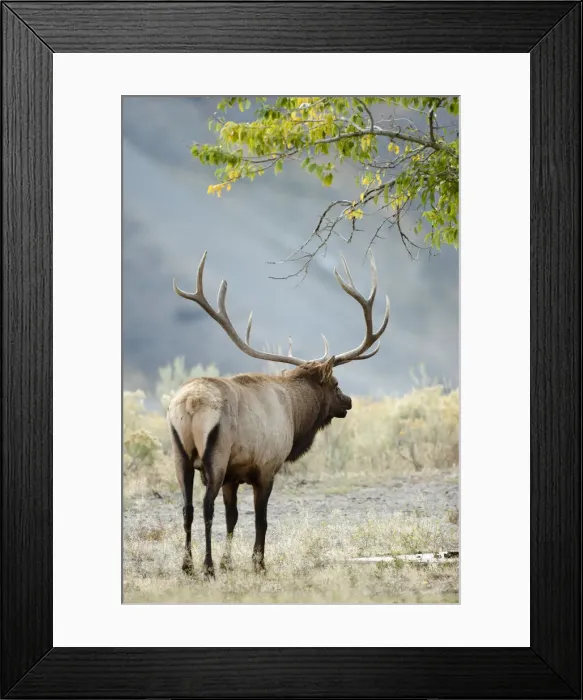 Framed Print : DDE-90039747 Framed Print : DDE-90039747