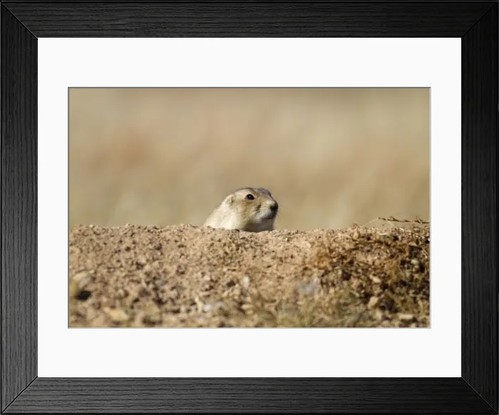 Framed Print : DDE-90039749 Framed Print : DDE-90039749