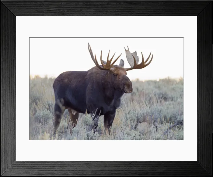 Framed Print : DDE-90039753 Framed Print : DDE-90039753