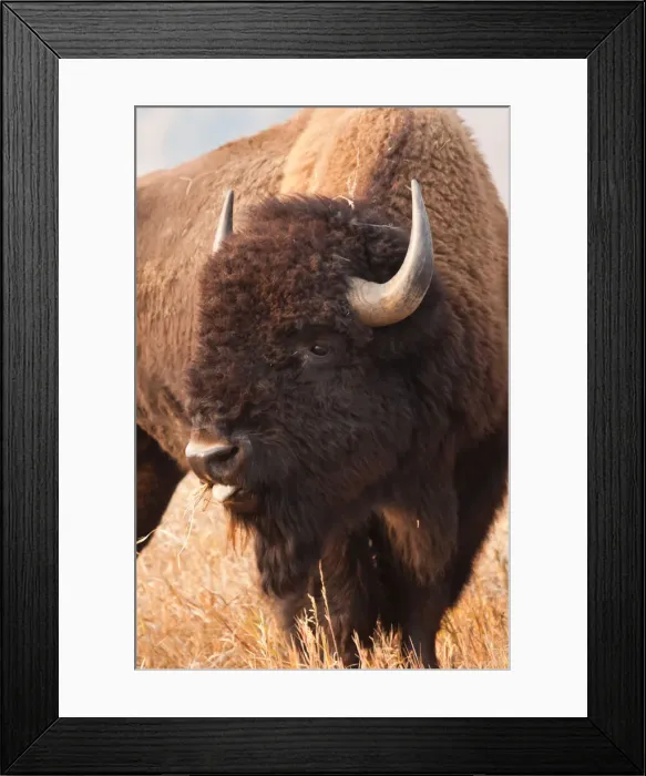 Framed Print : DDE-90039758 Framed Print : DDE-90039758